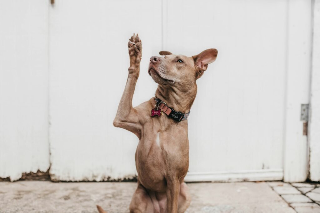 Dog sitting with one paw raised as if asking a question, illustrating the questions to ask a mortgage broker in WA