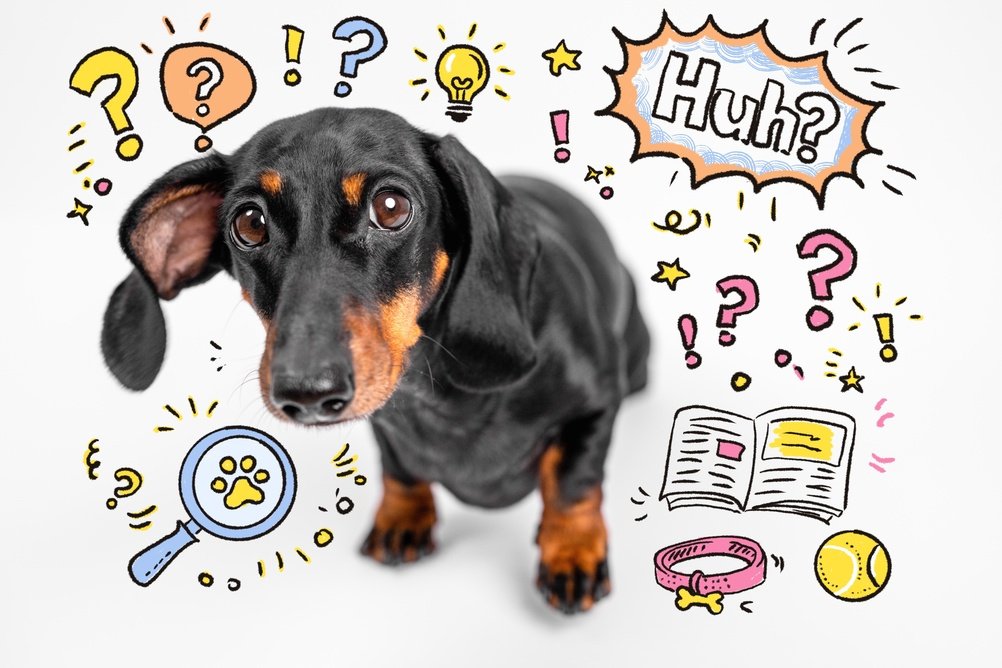 Confused dachshund surrounded by question mark doodles, because this week's mortgage questions deserve answers